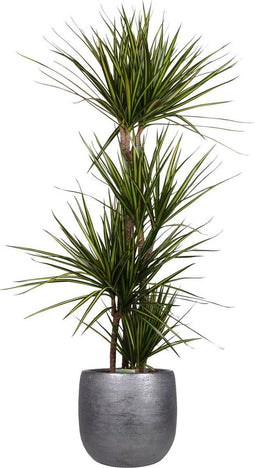 Dracaena marginata 'Sunray' in Mira sierpot (zwart) ↨ 160cm - hoge kwaliteit planten