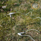 Earthle Earthing Pin - Aardingspin 30 cm - Inclusief 15m Kabel - RVS