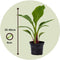 Plant in a Box - Musella lasiocarpa - Fruitboom - Set van 4 - Pot 9cm - Hoogte 25-40cm