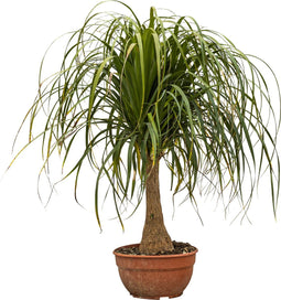 2 stuks! Olifantspoot Beaucarnea recurvata 90 cm