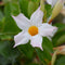 Plant in a Box - Dipladenia sanderii - Set van 3 - Witte tuinplant - Pot 9cm - Hoogte 25-40cm