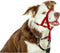 Trainingshalsbanden voor honden Company of Animals Halti Muilkorf (35-48 cm)