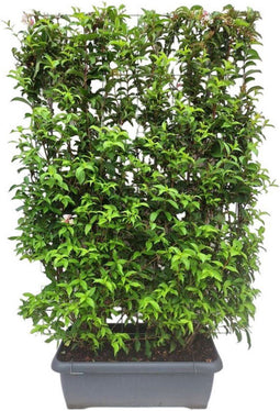 Hedge to Go - Weigela Abel Carriere Haag