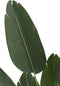 J-Line plant Strelitzia - kunststof - groen - small