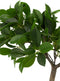 J-Line plant Chinese Vijg Ficus Boom In Pot - kunststof - groen/zwart - small
