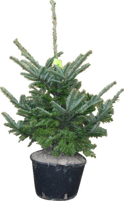 Warentuin natuurlijk - Kerstboom Warentuin Abies Fraseri 40 - 60 cm
