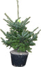 Warentuin natuurlijk - Kerstboom Warentuin Abies Fraseri 40 - 60 cm
