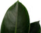 FloriaFor - Philodendron Congo Apple In ELHO Sierpot Brussels (zwart) - - ↨ 70cm - ⌀ 20cm