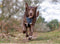 Hondentuigje Company of Animals CarSafe Zwart XS