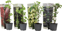 Plant in a Box - Mix van 4 bessenplanten - Braam,kruisbes,aalbes en zwarte bes - Pot 9cm - Hoogte 25-40cm
