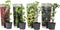 Plant in a Box - Mix van 4 bessenplanten - Braam,kruisbes,aalbes en zwarte bes - Pot 9cm - Hoogte 25-40cm