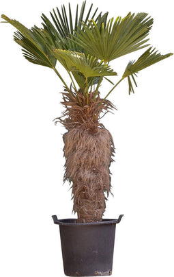 Wagner palm 80 cm stamhoogte | Trachycarpus wagnerianus 80-100 cm| Bomenbezorgd.nl