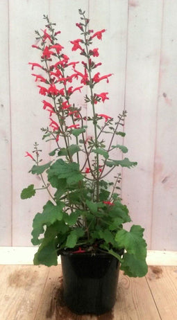 Salvia Salie rood