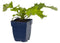 Griffioen - Echinops bann. 'Taplow Blue'