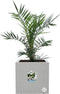 Elho Vivo Next - Plantenbak - 100% Gerecycled Plastic met Waterreservoir - Living Concrete - L 39.0 x H 37.9 cm