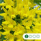 Gouden regen leiboom 180 cm | Laburnum watereri 'Vossi' 10-14 cm | Bomenbezorgd.nl
