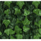 Hedera Klimop Kunsthaag - 50x50 cm - Dichte Achterzijde | UV-bestendig (Doos van 12 stuks)