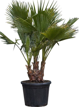 Mexicaanse waaierpalm meerstammig Washingtonia robusta 130 cm