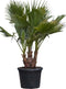 Mexicaanse waaierpalm meerstammig Washingtonia robusta 130 cm