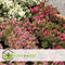 Plant in a Box - Gaultheria mucronata - Mix van 6 Pernettya - Parelbes winterhard en groenblijvend - Pot 10,5 cm - Hoogte 15-25cm