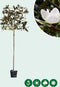 Leimagnolia 200 cm | Magnolia grandiflora ‘Galissonière’ 8-10 cm 200 cm| Bomenbezorgd.nl