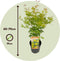 Plant in a Box - Japanese Maple 'Orange Lace' - Set van 2 - Japanse Esdoorn Acer boom - Prachtige levendige kleuren - Pot 19 - Hoogte 60-70cm