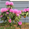 Rhododendron Roseum elegans | Rhododendron 'Roseum elegans' | Bomenbezorgd.nl