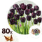 Plant in a Box - Tulipa Queen of the Night x80 - Zwarte tulp - Meerjarige winterharde bloembollen voor tuin, terras of balkon