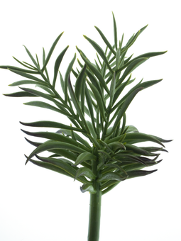 Nova nature - Aeonium pick dk green 23 cm kunstbloem