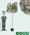 Olijfwilg leiboom 150 cm Elaeagnus ebbingei 270 cm