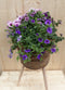 Rieten plantenbak bruin op poten met zomerbloeiers paars/blauw h65 cm