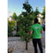 Oude perenboom Conference Pyrus c. Conference 225 cm