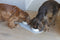 Designed by Lotte Oona - Placemat - Silicone - Vaatwasserbestendig - Beige - 45x25x1,5 cm