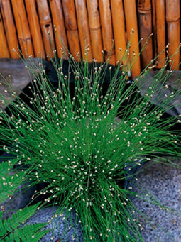 Scirpus cernuus P11