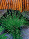 Scirpus cernuus P11