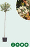 Bol Photinia Photinia f. Red Robin h 225 cm st. omtrek 8 cm st. h 1...