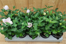 Ballonklokje Platycodon 10 potjes per tray kleur mix