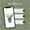 Plants by Frank | 1 strekkende meter bonte Kardinaalsmuts heg | 6x Euonymus fortunei 'Emerald Gaiety' Ø12 cm - 20 cm | winterharde haagplanten | Groenblijvende haag | Tuinplanten | Planten
