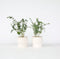 Plant in a Box - Eucalyptus 'Baby Blue' - Set van 2 - Eucalyptusstruiken - ⌀15cm - Hoogte 35-45 cm