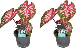 Plant in a Box - Caladium Carolyn Whorton - Set van 2 - Tropische kamerplant - Pot 13cm - Hoogte 25-40cm