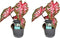 Plant in a Box - Caladium Carolyn Whorton - Set van 2 - Tropische kamerplant - Pot 13cm - Hoogte 25-40cm