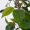 Mica Decorations groene ficus kunstplant - 40 cm - Kunstplanten voor binnen
