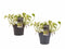 Decorum Duo Scindapsus N'joy met potten Anna Grey