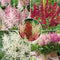 Plant in a Box - Astilbe - Mix van 6 - Pluimspirea - Wortelstokken - Robuuste bloeiende plant