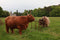 Customize it - Tuinschilderij hooglanders 70x50cm