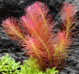 Eg rotala wallichii nr107