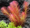 Eg rotala wallichii nr107