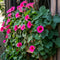 Plant in a Box - Mandeville 'Rio Hot Pink' - Dipladenia - Bloeiende tuinplant - Klimplant - Terras- en balkon plant - Pot 17cm - Hoogte 60-70cm