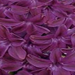 3 stuks - JUB - Hyacint Woodstock 4 bollen