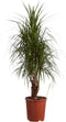 Drakenboom ↨ 110cm - hoge kwaliteit planten